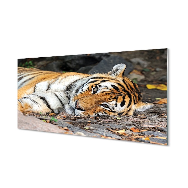 Üvegképek fekvő tigris