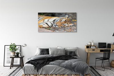 Üvegképek fekvő tigris