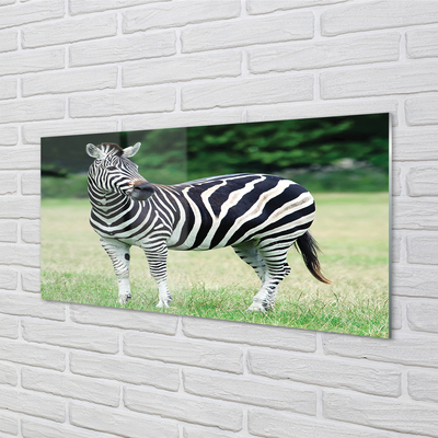 Üvegképek Zebra box