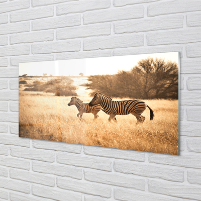 Üvegképek Zebra mező naplemente