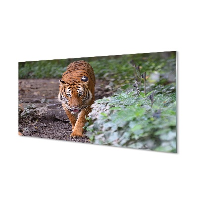 Üvegképek tiger woods