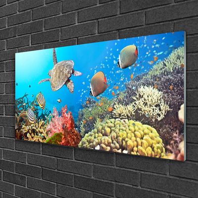 Fali üvegkép Korallzátony táj