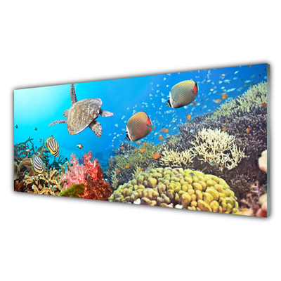 Fali üvegkép Korallzátony táj