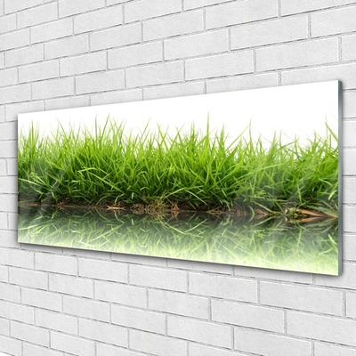 Üvegfotó Grass Nature Water Plant