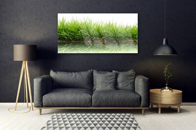 Üvegfotó Grass Nature Water Plant