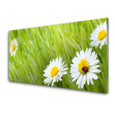 Modern üvegkép Grass Nature Daisies