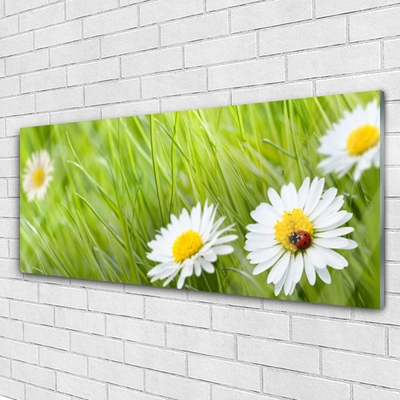 Modern üvegkép Grass Nature Daisies