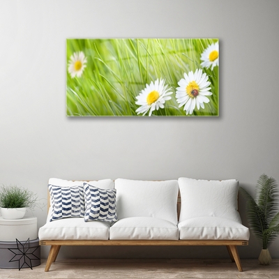 Modern üvegkép Grass Nature Daisies