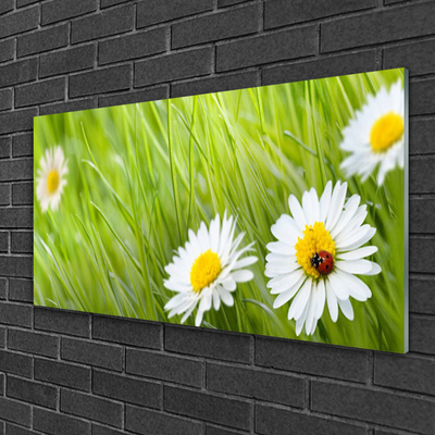 Modern üvegkép Grass Nature Daisies