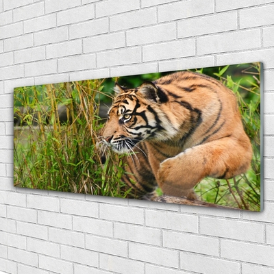 Üvegkép falra tigris Állatok