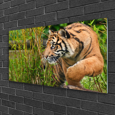 Üvegkép falra tigris Állatok