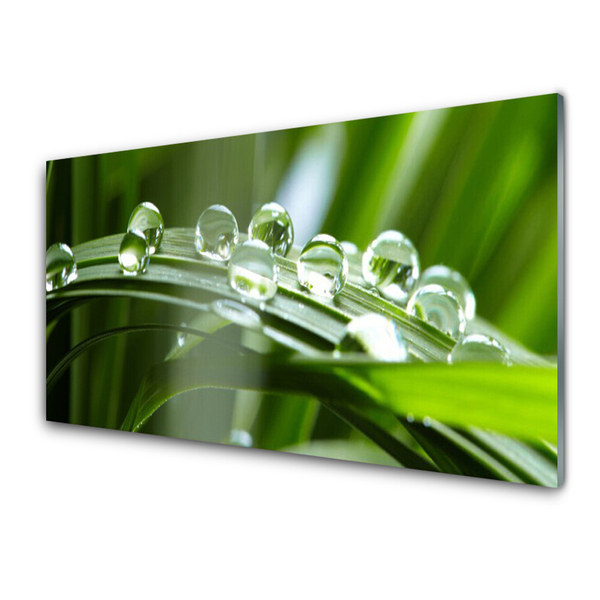 Fali üvegkép Plant fű harmat cseppek