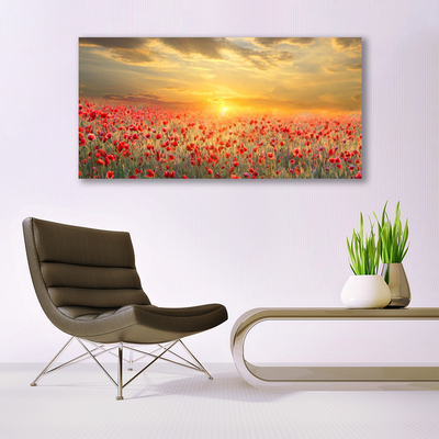 Üvegfotó Sun Meadow Poppy Flowers