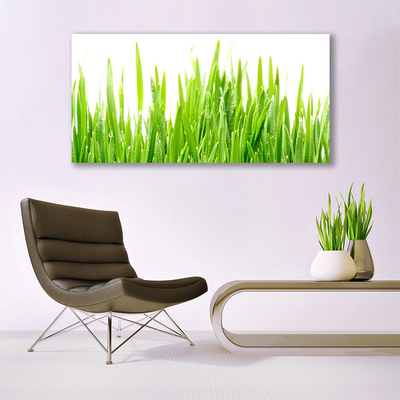 Üvegfotó Grass Nature Plant