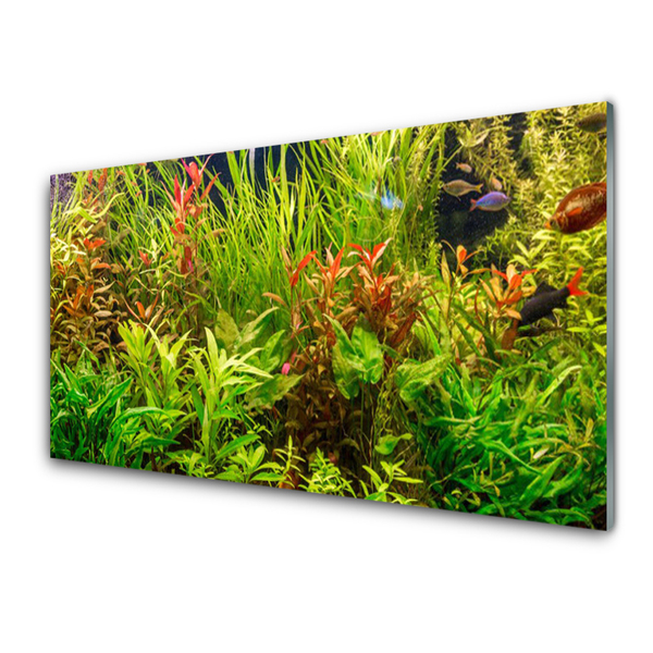 Üvegkép Akváriumi halak Növények