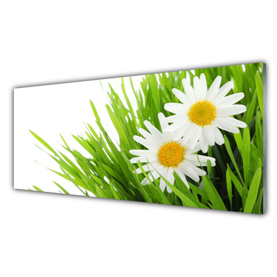 Üvegkép Daisy Flower Természet