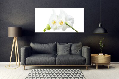Üvegfotó Fehér orchidea virág szirmai