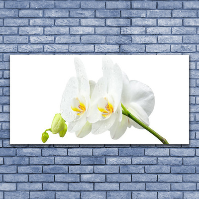 Üvegfotó Fehér orchidea virág szirmai