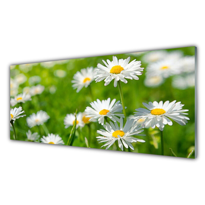 Üvegkép Daisy Flower Plant