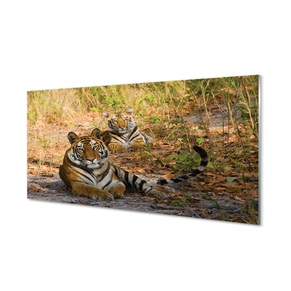 Konyhai üveg panel Tigers