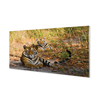 Konyhai üveg panel Tigers