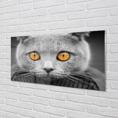 Konyhai üveg panel Gray brit macska