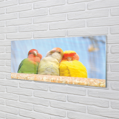 Konyhai üveg panel színes papagáj