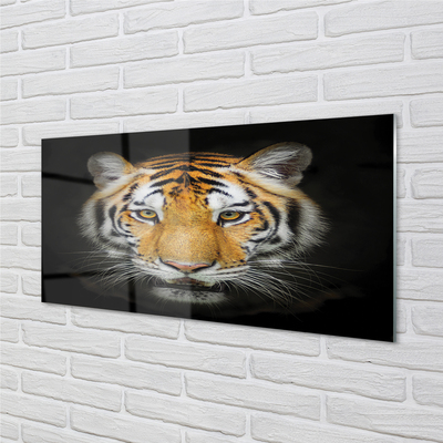 Konyhai üveg panel Tigris