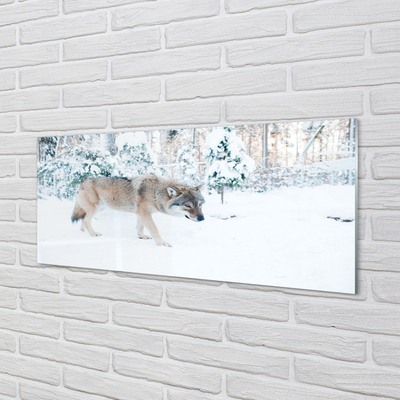 Konyhai üveg panel Wolf téli erdőben