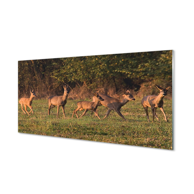 Konyhai üveg panel Deer Golf napkelte