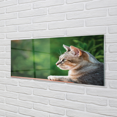 Konyhai üveg panel látszó macska
