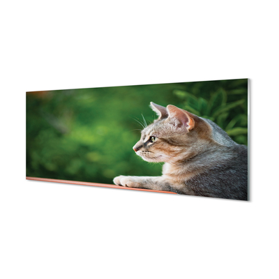 Konyhai üveg panel látszó macska
