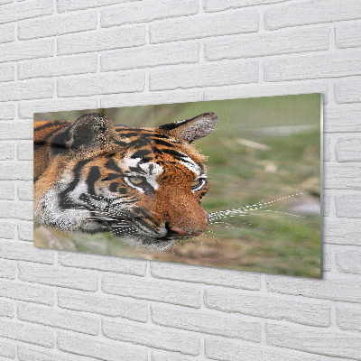 Konyhai üveg panel tiger woods
