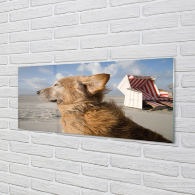 Konyhai üveg panel Barna kutya strand