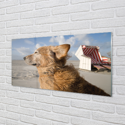 Konyhai üveg panel Barna kutya strand