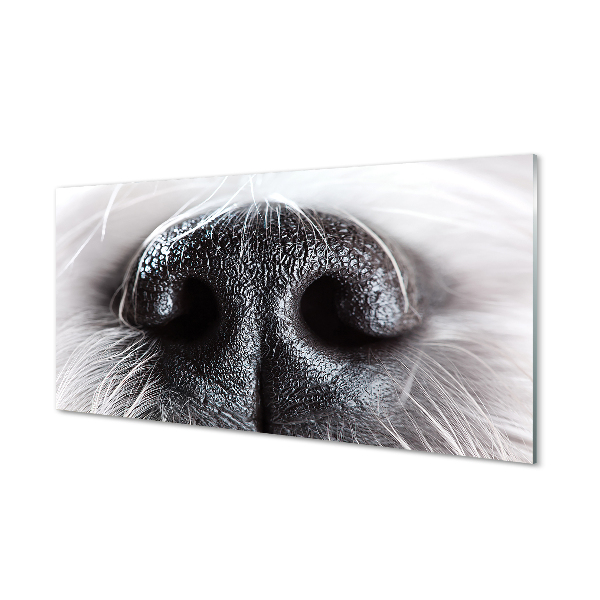 Konyhai üveg panel kutya orrát