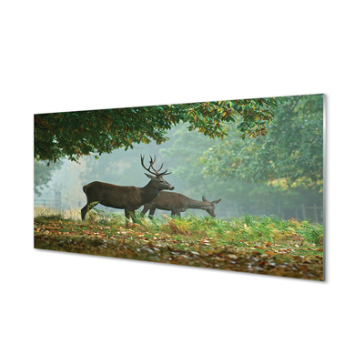 Konyhai üveg panel Deer őszi erdő