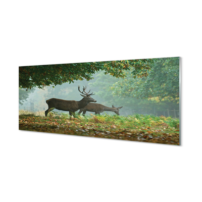 Konyhai üveg panel Deer őszi erdő
