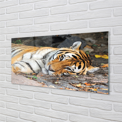 Konyhai üveg panel fekvő tigris