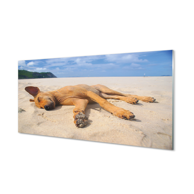 Konyhai üveg panel Fekvő kutya strand
