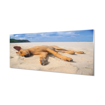 Konyhai üveg panel Fekvő kutya strand