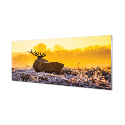 Konyhai üveg panel Deer téli napkelte