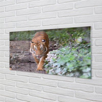 Konyhai üveg panel tiger woods