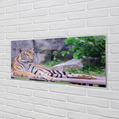 Konyhai üveg panel Tiger egy állatkertben