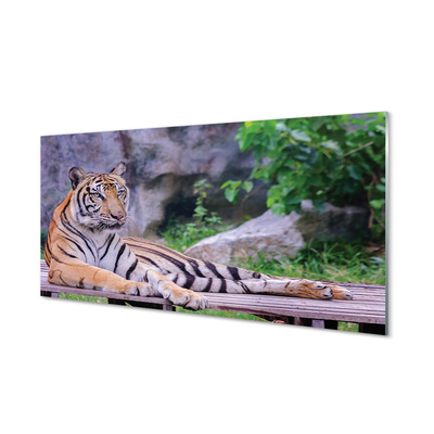 Konyhai üveg panel Tiger egy állatkertben