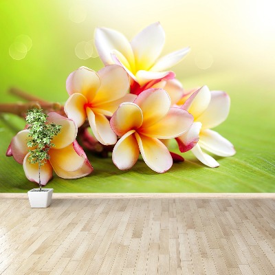 Fotótapéta Frangipani Flowers