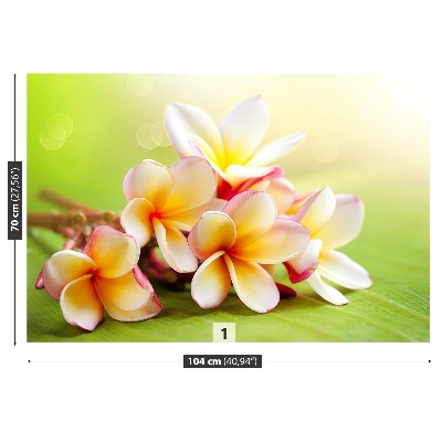 Fotótapéta Frangipani Flowers