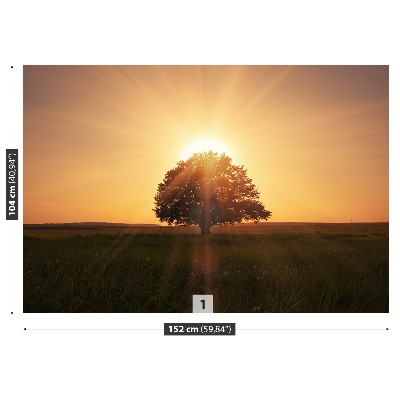 Fotótapéta fa Sunrise