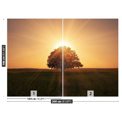 Fotótapéta fa Sunrise