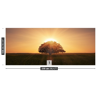 Fotótapéta fa Sunrise